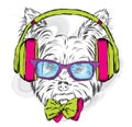 Cute puppy vector. Yorkshire terrier with headphones and sunglasses.