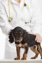 Cute Puppy at Veterinary Royalty Free Stock Photo