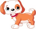 Cute Puppy walking Royalty Free Stock Photo