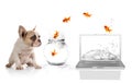 Cute Puppy Watching Goldfish Escaping the Virtual