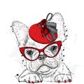 Cute puppy wearing a hat and sunglasses. French Bulldog. Royalty Free Stock Photo