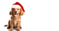 Cute puppy wearing a red Santa hat isolated on white with space for text. Close-up of a golden retriever wearing a Santa Royalty Free Stock Photo