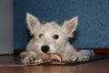 Cute puppy of west highland white terrier lying on the floor with slobbering crust of bread in the mouth. Funny white puppy Royalty Free Stock Photo