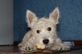 Cute puppy of west highland white terrier lying on the floor with slobbering crust of bread in the mouth Royalty Free Stock Photo