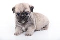 Cute puppy on white background