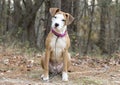 Cute puppy with white face sitting down outside on leash with head tilted