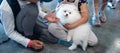 Cute puppy white spitz plays with children at a dog show, looks like a white cloud Royalty Free Stock Photo