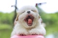 Front view closeup image of cute yawning puppy