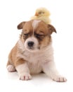 Cute puppy and yellow chicken. Royalty Free Stock Photo