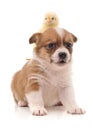 Cute puppy and yellow chicken. Royalty Free Stock Photo