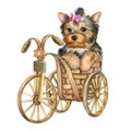 Cute puppy york terrier in a basket isolated on white background. The dog is on a bicycle. Watercolor Royalty Free Stock Photo