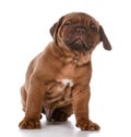 Cute puppy Royalty Free Stock Photo