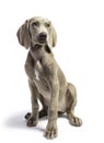 Cute Pure Bred Weimaraner puppy