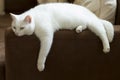 Cute pure white cat resting on a sofa.