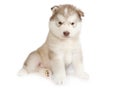 One month old purebred Alaskan Malamute puppy isolated on a white background