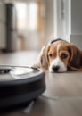 Cute purebred beagle puppy dog portrait on the living room laminate discovers modern vacuum cleaner robot smart device while it