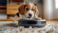 Cute purebred beagle puppy dog portrait on the living room laminate on the modern vacuum cleaner robot smart device while it