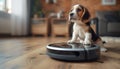 Cute purebred beagle puppy dog portrait on the living room laminate on the modern vacuum cleaner robot smart device while it