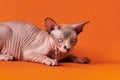 Cute purebred bicolor Sphynx kitten, chocolate mink and white with blue eyes on orange background