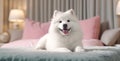 Cute purebred dog, fluffy and small, sitting on comfortable bed generated by AI