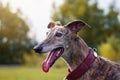 Spanish Galgo. Portrait of greyhound. Royalty Free Stock Photo