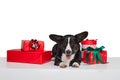 Cute purebred dog, Welsh Corgi Cardigan lying among holidays gifts boxes isolated on white background. Christmas, New Royalty Free Stock Photo
