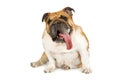 Cute purebred English Bulldog with its tongue out