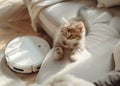 Cute purebred funny kitten lying on comfortable sofa with modern vacuum cleaner robot smart device cleaning living room. Allergy