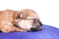 A cute purebred newborn puppy sleeps on a bed cushion for dogs, close up