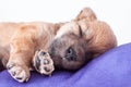 A cute purebred newborn puppy sleeps on a bed cushion for dogs