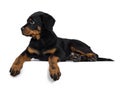 Cute purebred Rottweiler dog pup, Isolated on white background.