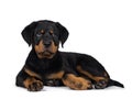 Cute Rottweiler dog puppy, Tail hanging down. Royalty Free Stock Photo