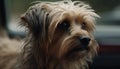 Cute purebred terrier puppy sitting outdoors, looking at camera with wet fluffy hair generated by AI Royalty Free Stock Photo