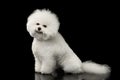 Cute Purebred White Bichon Frise Dog Smiling, Sitting, isolated Black