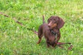 Cute purebred young dachshund of chocolate color with emphatic expressive eyes