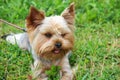 A cute purebred young Yorkshire Terrier with beautiful hair cutting and emphatic expressive eyes