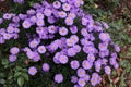 Cute purple autumn asters bloom in Autumn