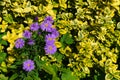 Cute purple autumn asters. Bloom in August-September. Close-up Royalty Free Stock Photo