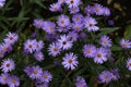 Cute purple autumn asters bloom in August and September Royalty Free Stock Photo