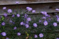 Cute purple autumn asters bloom in August and September Royalty Free Stock Photo