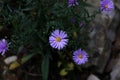 Cute purple autumn asters bloom in Autumn