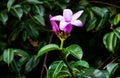 Cute purple flowers with deep green leaves