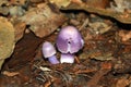 Cute Purple mushroom
