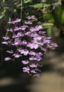 Cute purple oncidium orchid flower Royalty Free Stock Photo