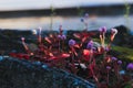 Cute purple plants growing on the mossy ground