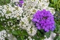 Cute purple and white flowers for background
