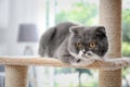 Cute pussycat on cat tree Royalty Free Stock Photo