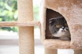 Cute pussycat on cat tree Royalty Free Stock Photo