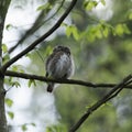 Cute Pygme owl in Bialowieza, Poland Royalty Free Stock Photo