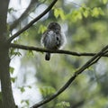 Cute Pygme owl in Bialowieza, Poland Royalty Free Stock Photo